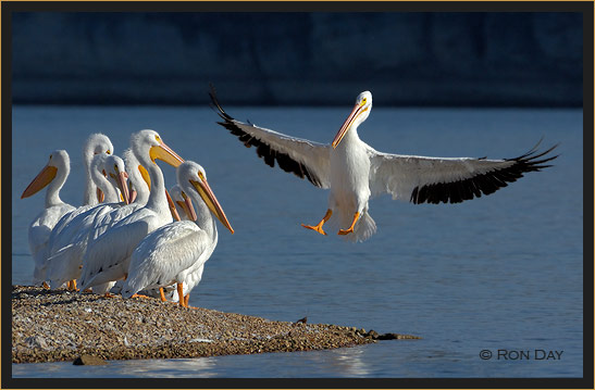 White Pelican, (pelecanus erythrorhynchos), Landing